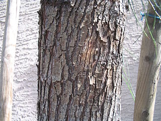 File:320px-Acacia-stenophylla-bark.jpg