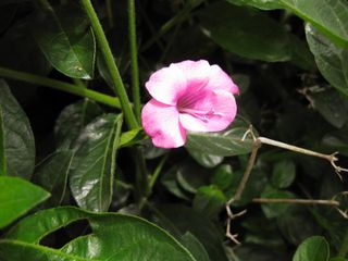 File:320px-IMG 7198 hunt09jun.jpg