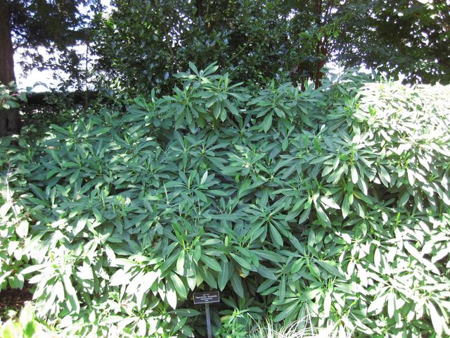 File:640px-IMG 0295 nybg09.jpg