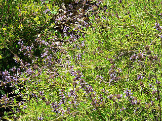 File:320px-Salvia munzii 1.jpg