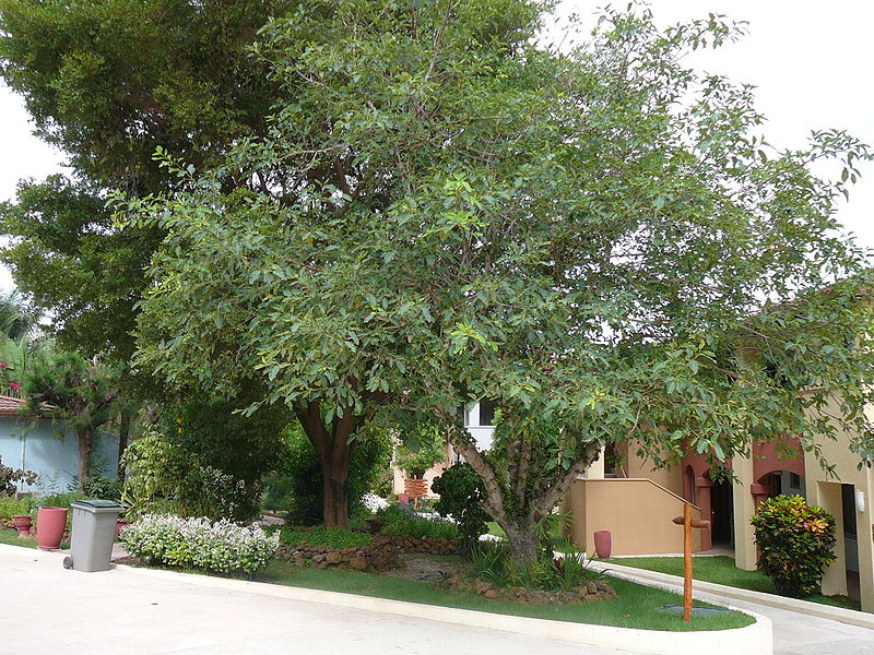 File:800px-Ficus lutea 0008.jpg