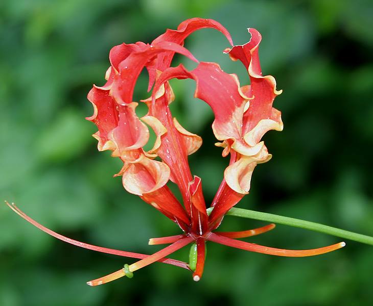File:Gloriosa superba (Glory Lily) in Hyderabad, AP W IMG 0224.jpg