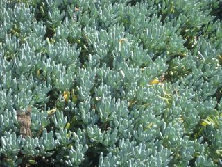 File:320px-IMG 2127 hunt0903.jpg