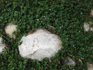 File:320px-IMG 4735 hunt0904.jpg