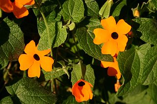File:320px-Thunbergia alata00.jpg