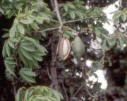 File:180px-Kapok tree-pod.jpg