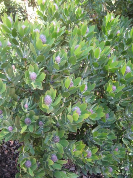 File:450px-Leucospermum-veld fire-IMG 8022 sfbg0308.jpg