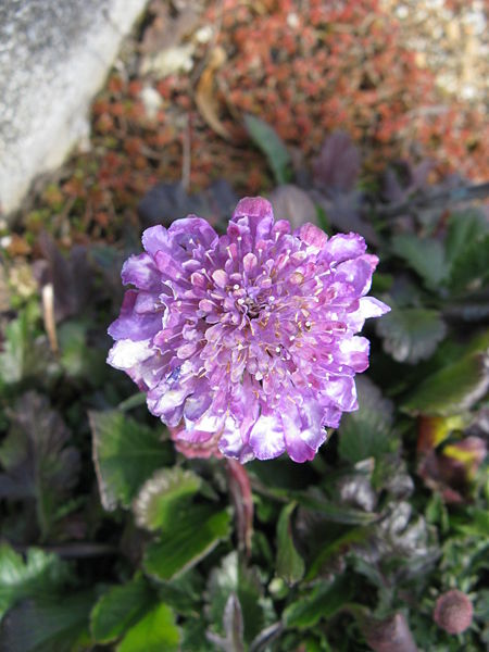 File:450px-Scabiosa columbaria 'Butterfly Blue'2.jpg
