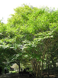 File:200px-Sapium japonicum3.jpg