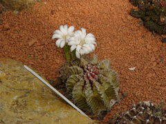 File:240px-Gymnocalycium mihanovichii.jpg