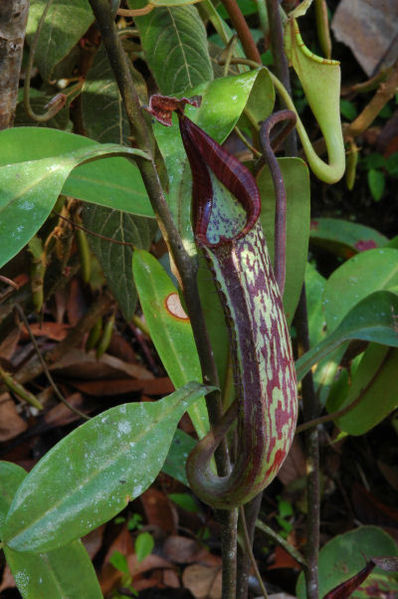 File:398px-Nepenthes fusca2006.jpg