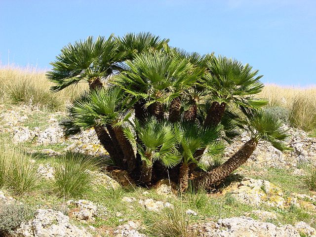File:640px-Chamaerops humilis (Zingaro)015.jpg