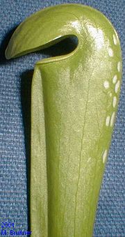 File:180px-Sarracenia minor leaf.jpg