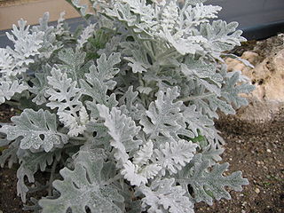 File:320px-Senecio cineraria 01.jpg