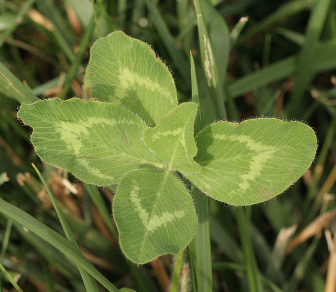 File:691px-Five-leaf Clover, Megan McCarty128.jpg