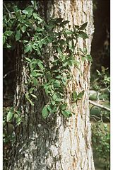 File:160px-Ulmus crassifolia (USDA).jpg