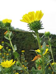 File:180px-Grindelia robusta.jpg