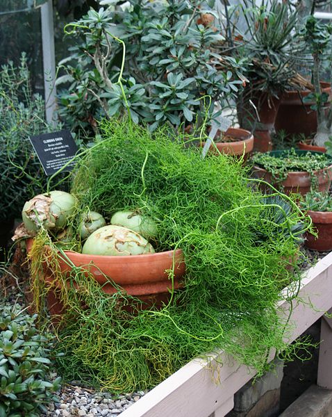 File:478px-Bowiea volubilis - Buffalo Botanical Gardens.jpg