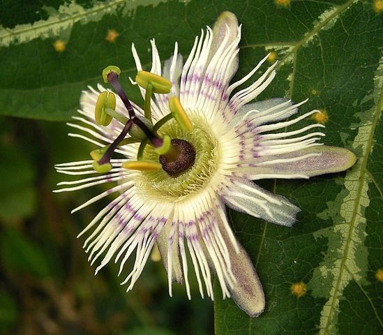 File:549px-Passiflora 01 ies.jpg