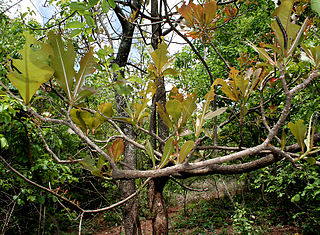 File:320px-Semi-looper from Noctuidae family on Terminalia bellerica W IMG 9218.jpg