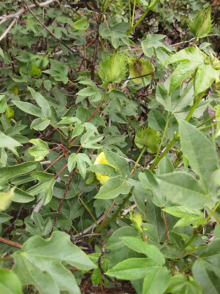 File:450px-IMG 7103 hunt09jun.jpg