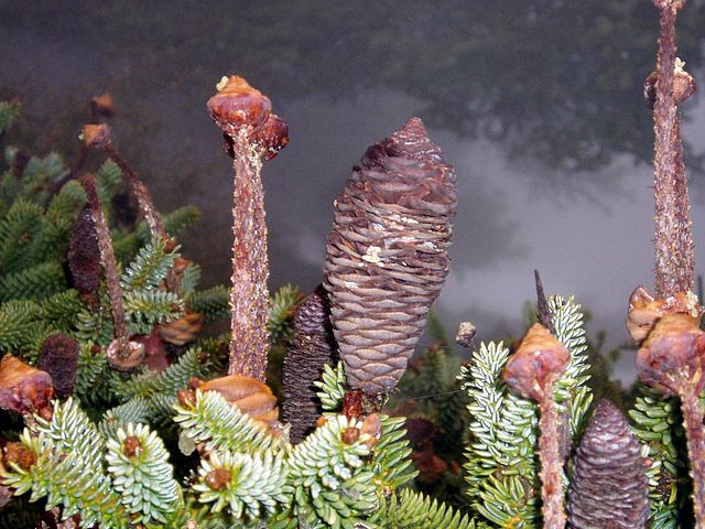 File:640px-Piñas del pinsapo.jpg