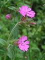 File:90px-Red campion close 700.jpg