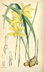 File:149px-Ipsea speciosa.jpg