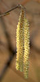 File:59px-Hazel Catkins aka.jpg