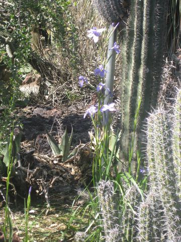 File:360px-IMG 2425 hunt0903.jpg