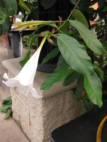 File:360px-IMG 7538 hunt09jun.jpg