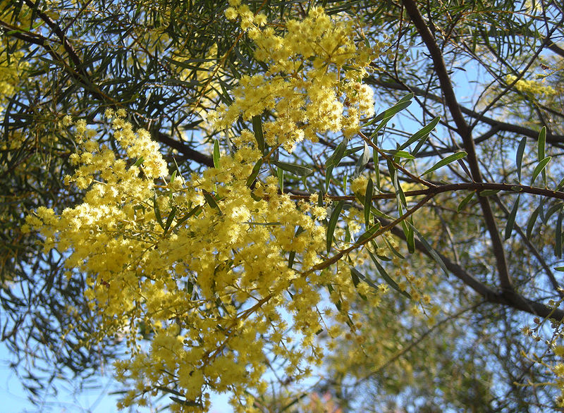 File:800px-Acacia decora foliage and flowers.jpg