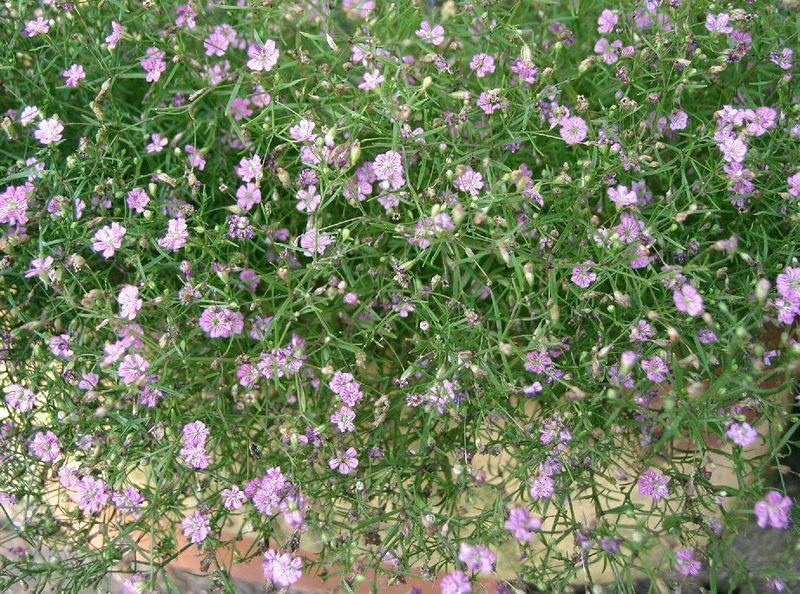 File:800px-Gypsophila muralis Gypsy Rose1.jpg