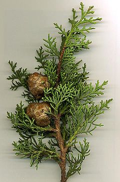 File:240px-Med Cypress.jpg