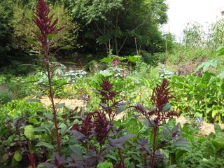 File:320px-IMG 0601 bbg09.jpg