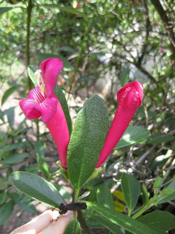 File:360px-IMG 7520 hunt09jun.jpg