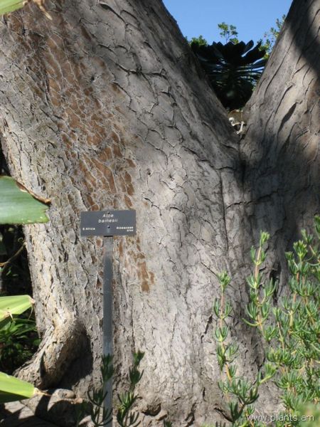 File:450px-Aloe bainesii-IMG 0262 hunt07.jpg