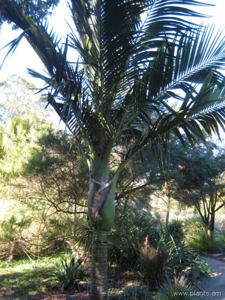 File:450px-Rhopalostylis baueri-norfolk island palm-IMG 6959 sfbg0308.jpg