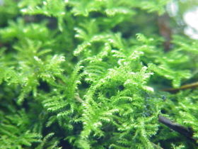 File:280px-Ctenidium molluscum2.jpg