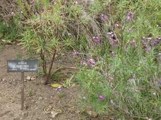 File:320px-IMG 4941 hunt0904.jpg