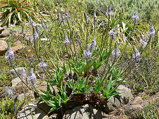 File:320px-Scilla natalensis 1.jpg