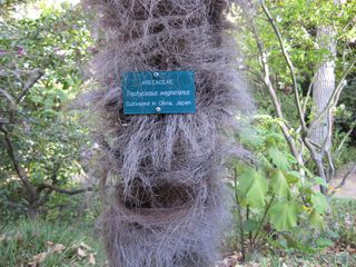 File:320px-IMG 2681 ucla09.jpg