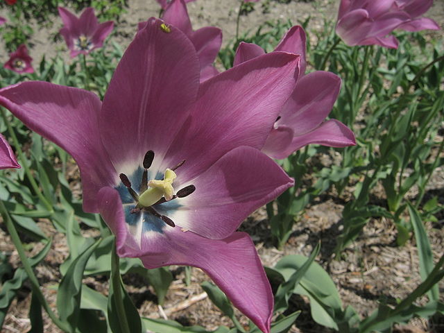 File:640px-Tulipa platystigma2.jpg