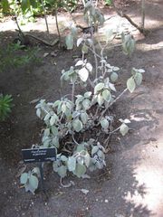 File:180px-IMG 2015 hunt09oct.jpg