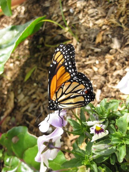 File:450px-IMG 5300 hunt0904.jpg