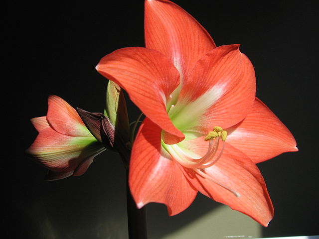 File:640px-Hippeastrum charmeur.jpg