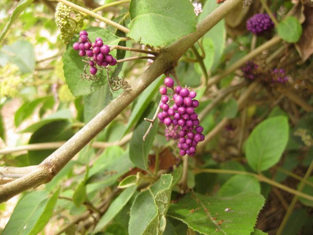 File:640px-IMG 7237 hunt09jun.jpg