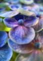 File:86px-Hydrangea-round-petal-flower.jpg
