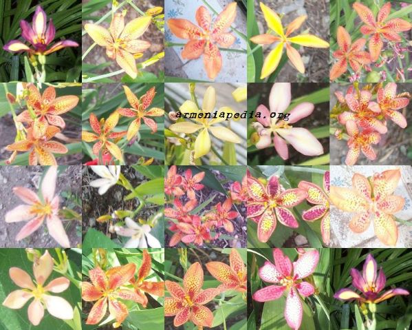 Collage of Pardancanda blooms in Raffi's Yerevan garden in 2004.