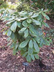 File:180px-Phoebe sheareri-purple nanmu-IMG 7242 sfbg0308.jpg